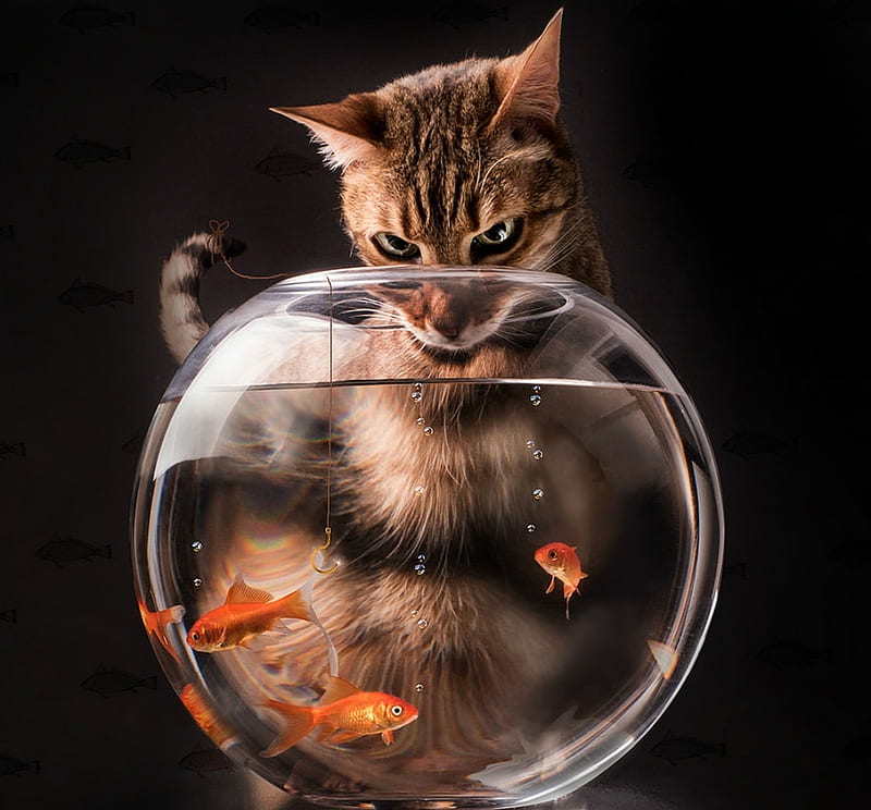 Observing, golden fish, aquarium, black, funny, cat, pisica, situation, HD wallpaper