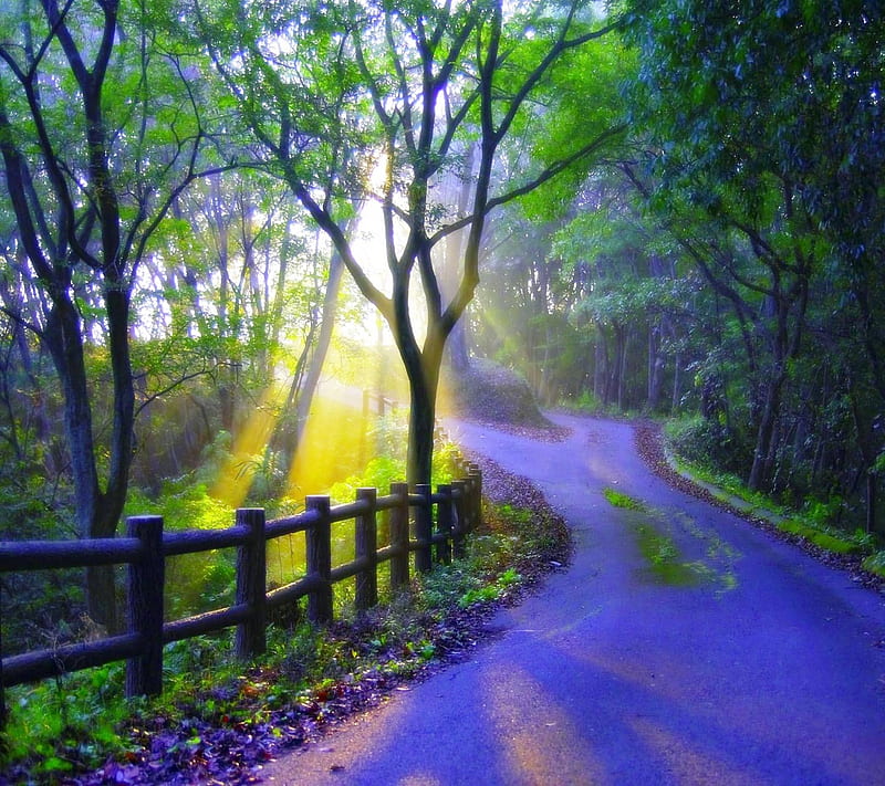 Country road, field, forest, natural, nature, new, nice, trees, HD wallpaper  | Peakpx