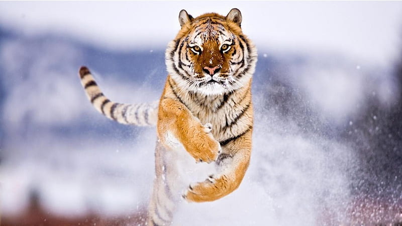 Siberian Tiger Running, HD wallpaper