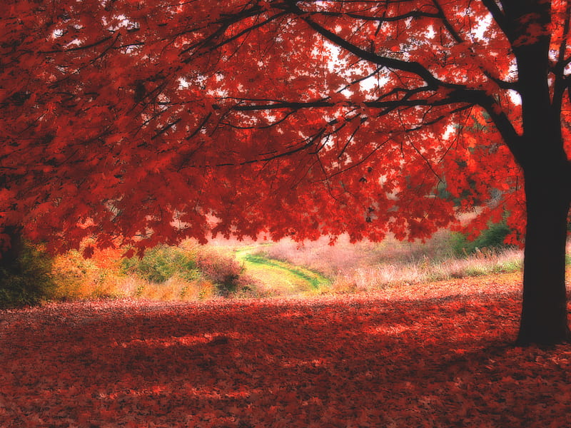 Autumn shadow, red, forest, fall, tree, leaves, shadow, nature, bonito ...