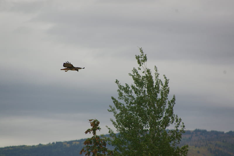 Hovering Hawk in Teton Valley, Idaho, Mountains, Scenic, Raptors, Predators, Skies, HD wallpaper