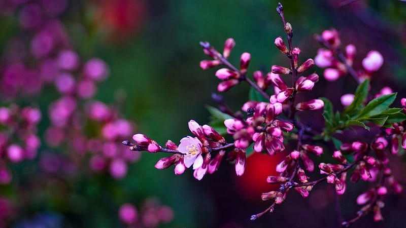 Pink Blossom Flowers In Green Blur Background Flowers, HD wallpaper