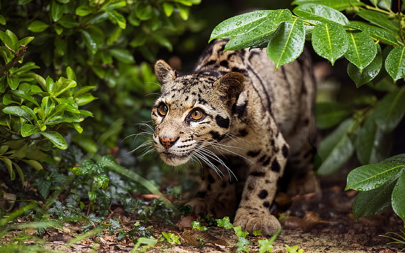 An Indian leopard on the prowl 2020 Bing, HD wallpaper