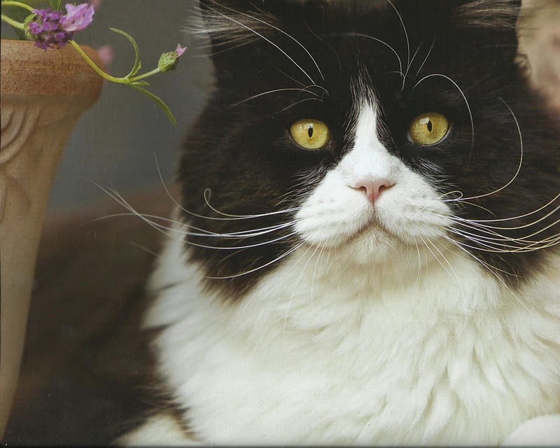 Tuxedo cat, cute, paws, tuxedo, flowers, cat, HD wallpaper