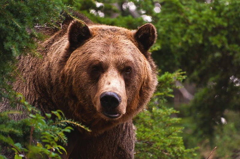 *** Grizzly Bear ***, dzikie, mis, zwierzeta, grizzly, HD wallpaper