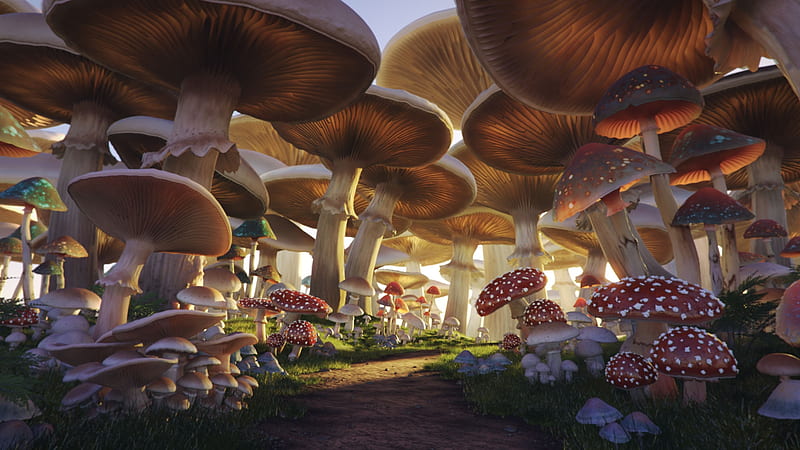 Mushroom forest, forest, fantasy, luminos, mushroom, summer, andrei serghiuta, HD wallpaper