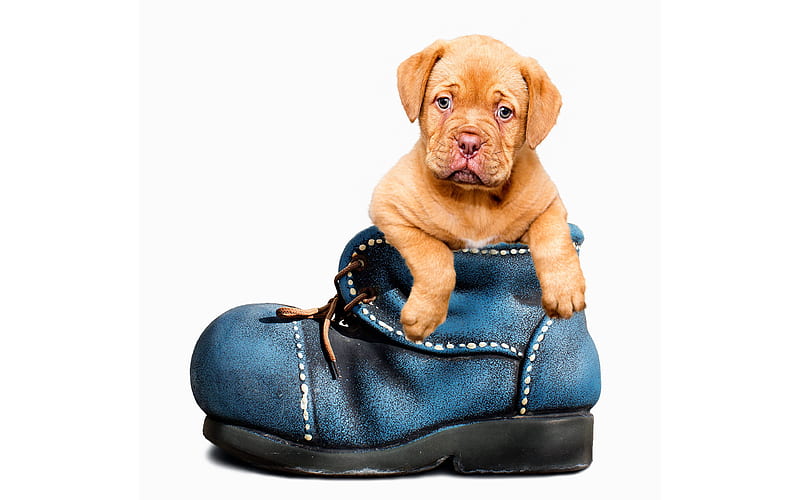 French mastiff puppy, pets, cute animals, dog in shoe, Dogue de Bordeaux, dogs, Bordeaux mastiff, HD wallpaper