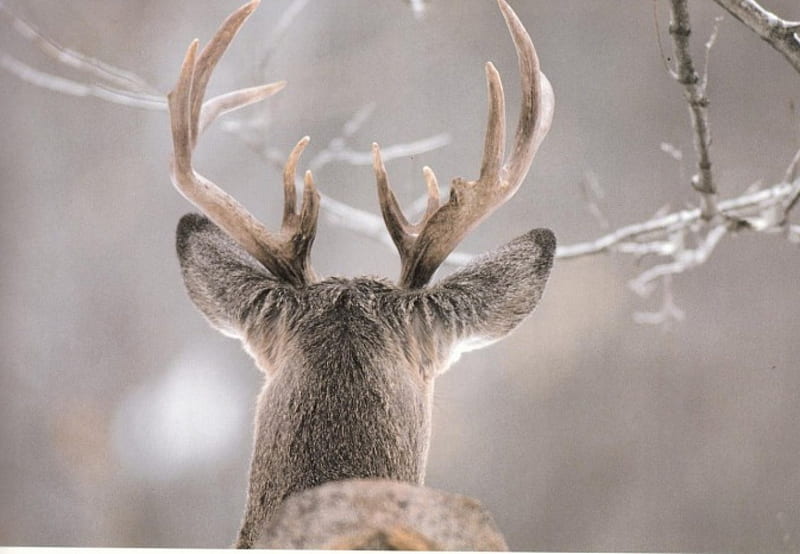 Snow Deer -  Canada