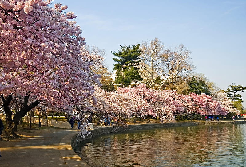 Japan - Sakura - Cherry Blossom, sakura, japan, cherry blossom, tokyo, HD wallpaper