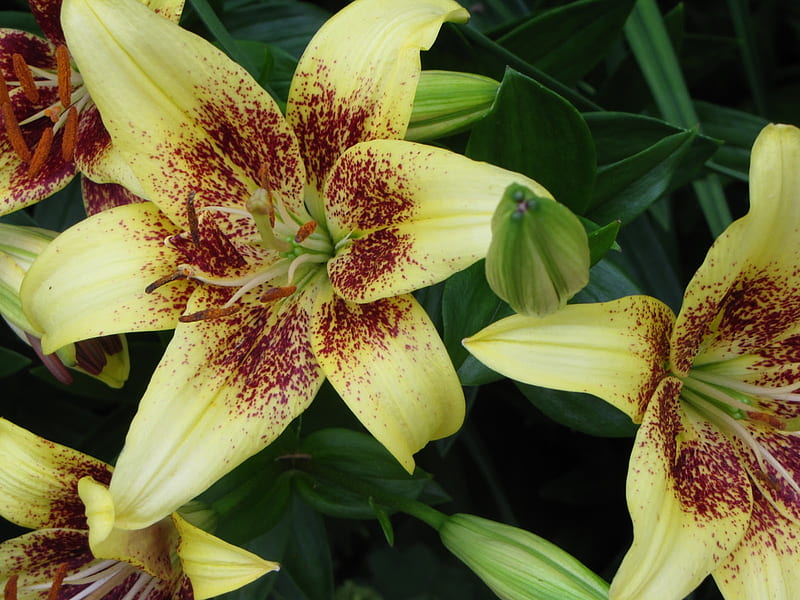 ASIATIC LILIES, lilies, flowers, nature, asiatic, HD wallpaper