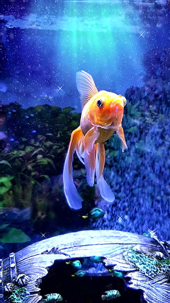 GoldFish, fish, sealife, tank, water, HD phone wallpaper | Peakpx