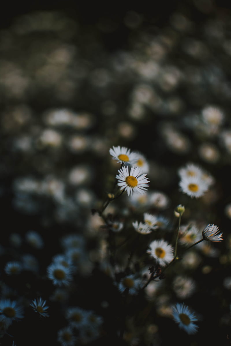 Selective Focus graphy Of White Chamomile Flowers, HD phone wallpaper