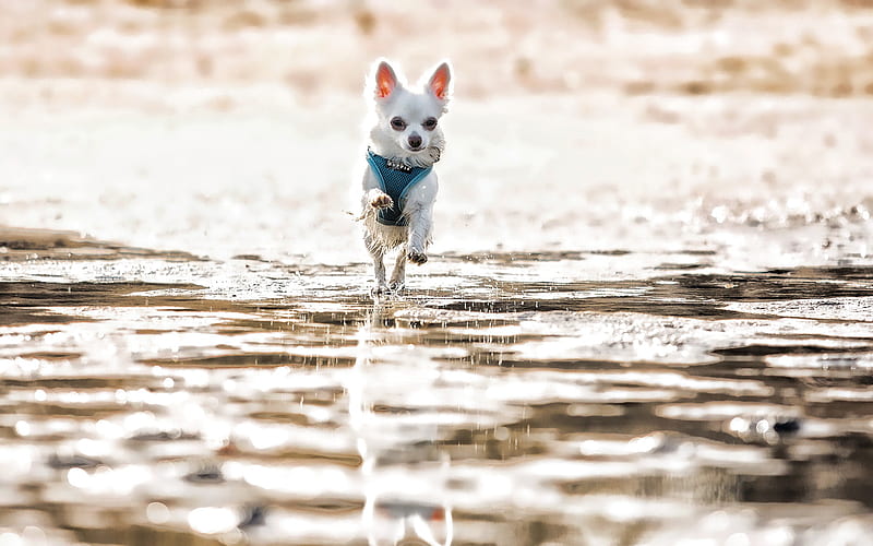 white chihuahua, lake, dogs, running dog, summer, cute animals, pets, Chihuahua Dog, HD wallpaper