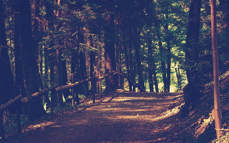 Empty Forest Pathway, HD wallpaper
