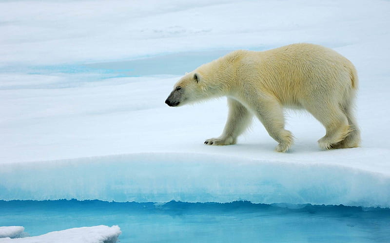polar bear-Wild Animal, HD wallpaper