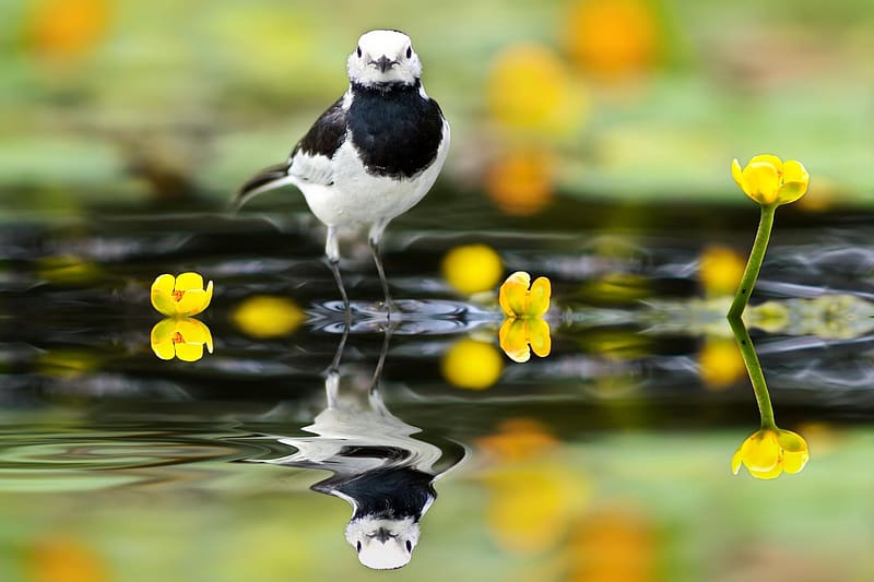 Black-Backed Wagtail, nature, water, pasari, white, black, bird, black backed wagtail, reflection, one, yellow, green, flower, HD wallpaper