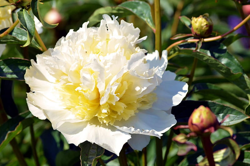 White Peony, leaves, blossom, park, petals, buds, HD wallpaper