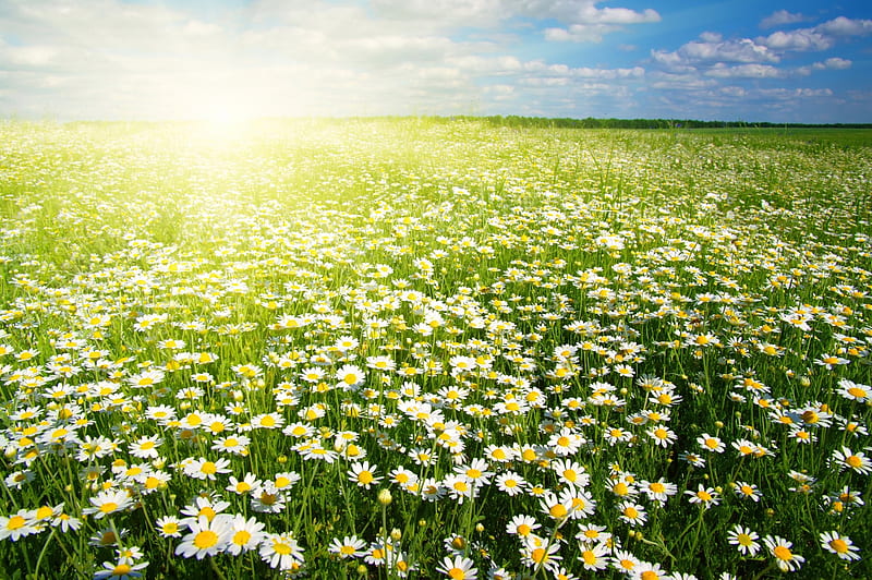 Sunny Camomile Flower Field, Camomile, Fields, Flowers, Sunshine, Nature, HD wallpaper