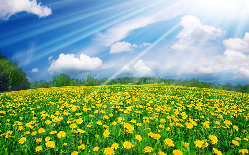 Sunshine over Dandelion Fields, Field, Dandelion, over, Sunshine, HD wallpaper