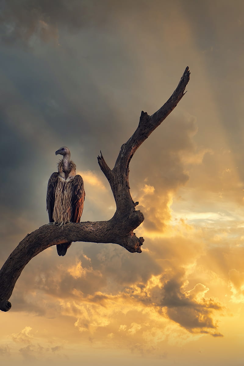 vulture, predator, bird, feathers, sky, HD phone wallpaper