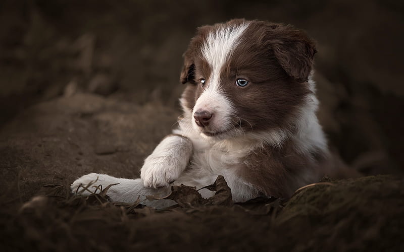 Border Collie, puppy, muzzle, cute animals, Brown Border Collie, dogs, Border Collie Dog, HD wallpaper