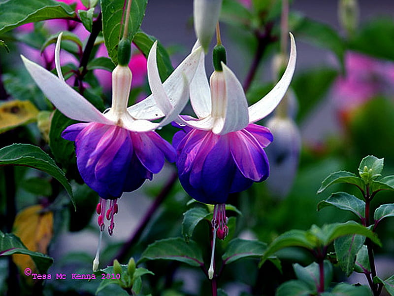 Fuchsia, Purple, White, Flowers, Petals, Nature, HD wallpaper