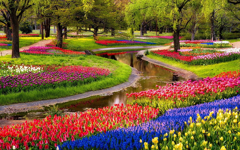 Multicoloured flowers, Tulips, Multicoloured blooms, Trees, Stream, Park, HD wallpaper