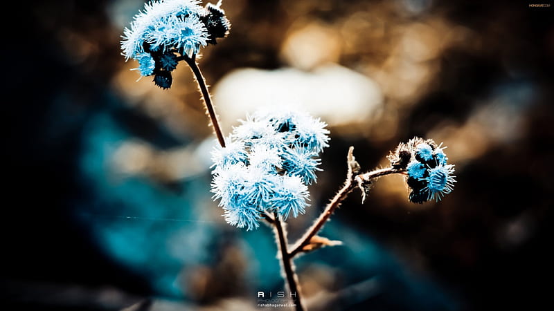 'Beautiful Blue Dandelion', forest, colorful, love four seasons, bonito, attractions in dreams, creative pre-made, most ed, buds, macro nature, graphy, dandelion, cool, flowers, nature, branches, blue, HD wallpaper