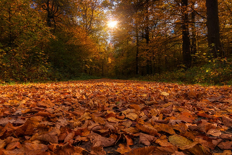 Earth, Fall, Forest, Leaf, Sunbeam, Tree, HD wallpaper