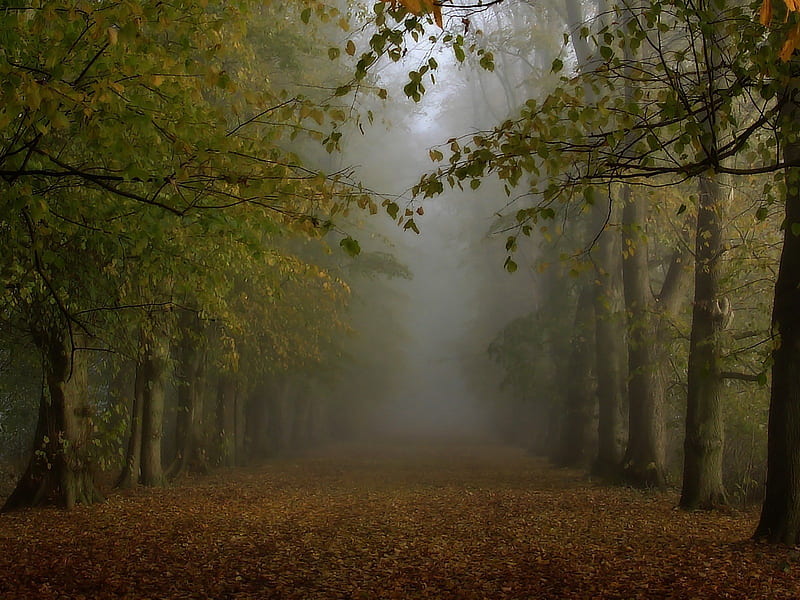 FOREST IN FOG, forest, autumn, path, trees, fog, HD wallpaper | Peakpx