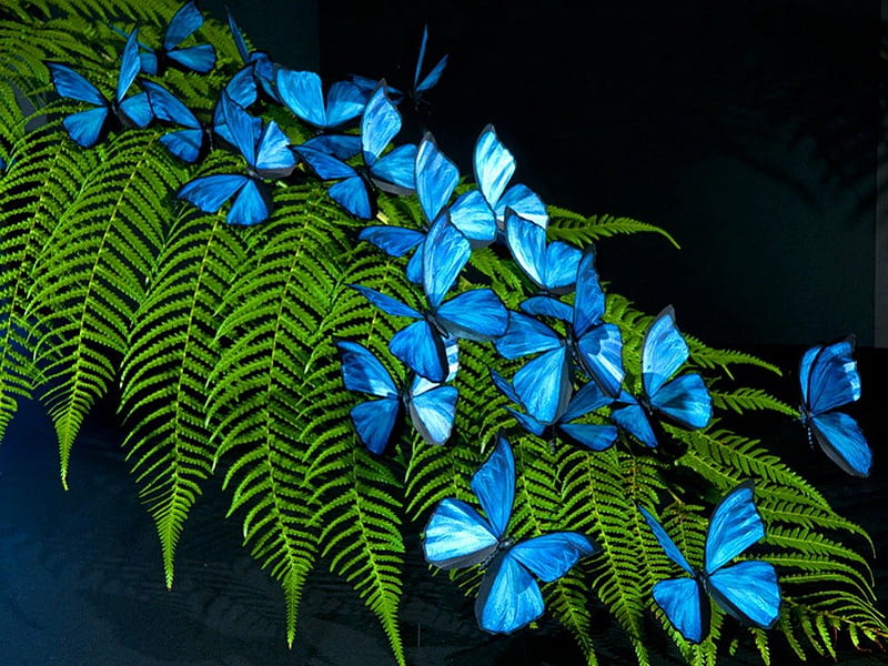 Morphos, leaves, green, beauty, butterflies, blue, HD wallpaper