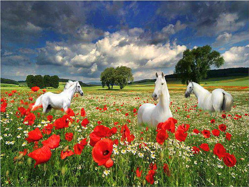 Amongst the poppies, white, horses, poppies, field, HD wallpaper