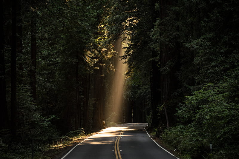 empty concrete road covered surrounded by tall tress with sun rays, HD wallpaper