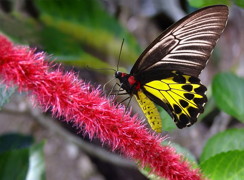 Birdwing, butterfly, large, flower, black, yellow, HD wallpaper