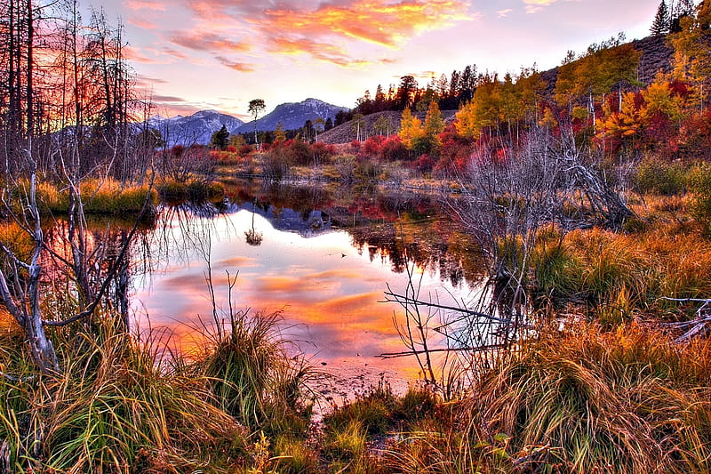 Little Lake At Autum, autum, forest, colorful, grass, orange, bonito ...