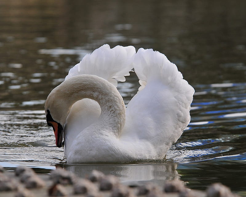 Graceful Swan, water, plumage, bird, glide, neck, white, bill, feathers, HD wallpaper