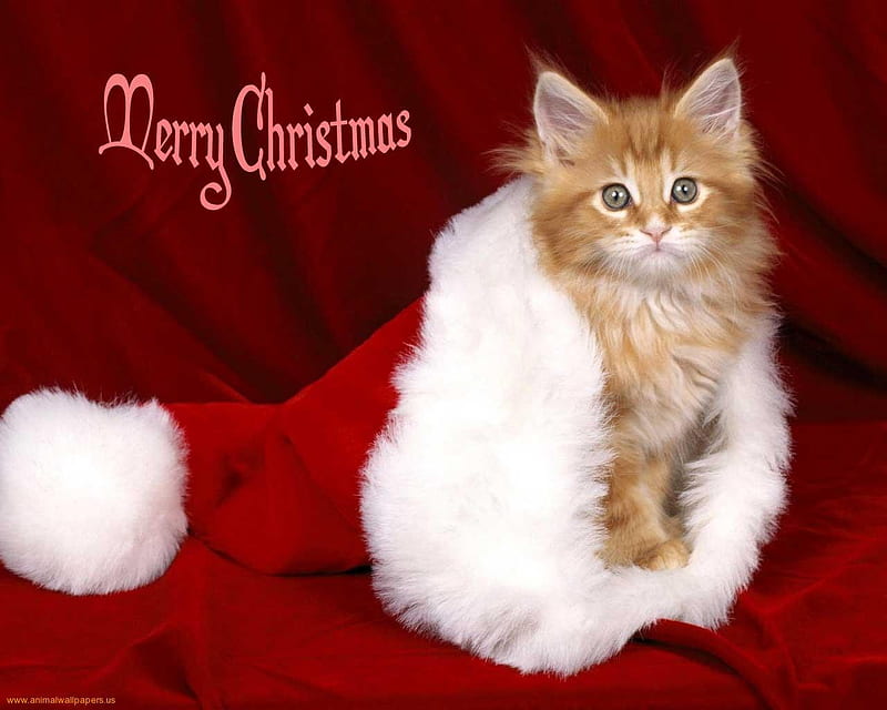 Christmas Kitty, cute, kitten, orange, tabby, christmas, HD wallpaper