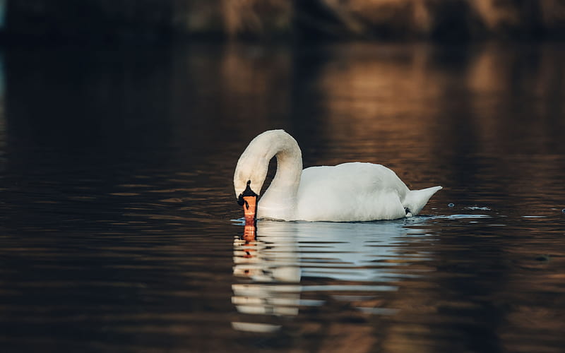 white swan, lake, beautiful bird, swans, white birds, HD wallpaper