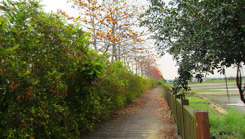 kapok trees path, kapok trees, countryside, path, wooden railings, HD wallpaper