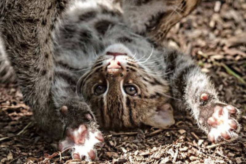 fishing cat(kitten), plays, head, standing, around, turned, HD wallpaper