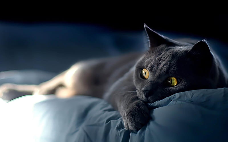 cat on blue sheets-Cat graphy, HD wallpaper