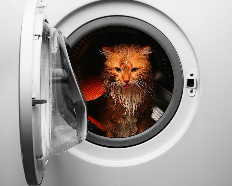 Cat in washing machine, cute, pet, funny, cat, washing machine, animals, HD wallpaper