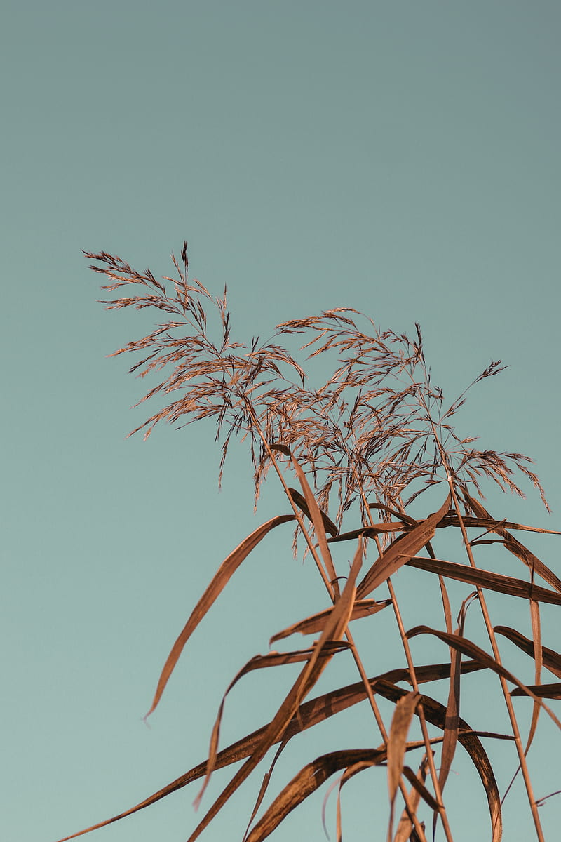 brown wheat plant under blue sky during daytime, HD phone wallpaper
