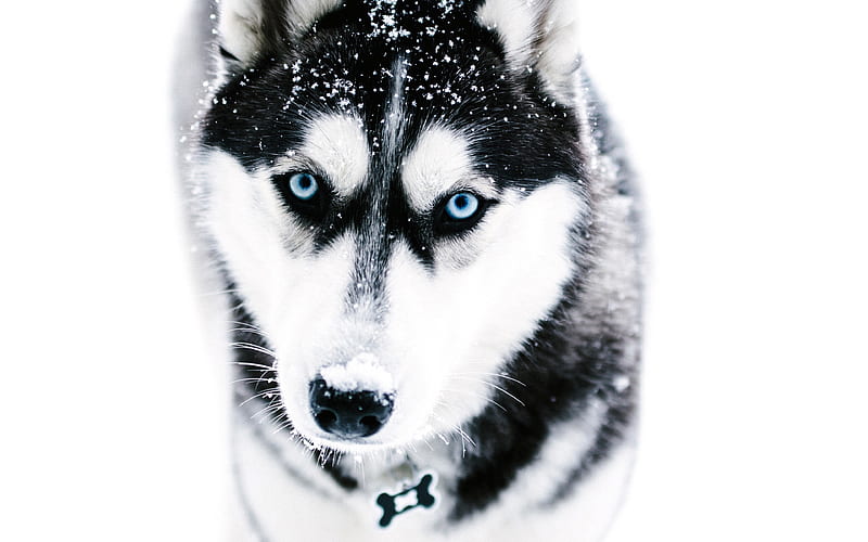 Siberian Husky pets, winter, cute animals, muzzle, Husky, dogs, Siberian Husky Dog, HD wallpaper