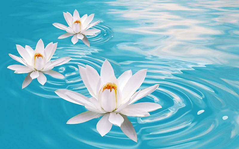 Water lilies, water, lotus, water lily, flower, summer, yellow, white, blue, HD wallpaper
