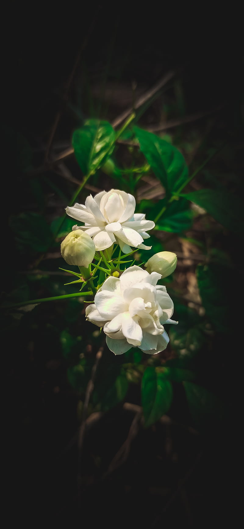 Jasmine flower, blossom, petal, HD phone wallpaper | Peakpx