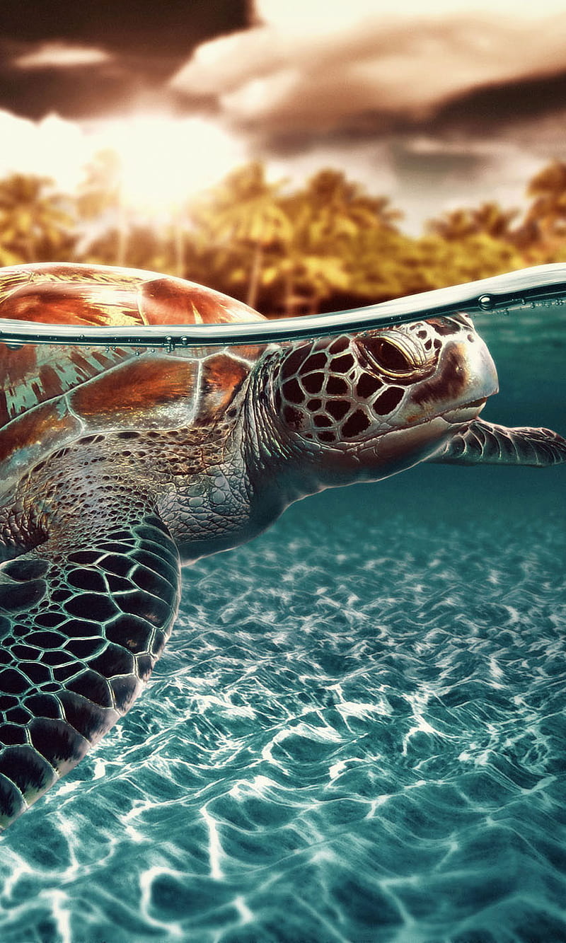 Sea Turtle, HD phone wallpaper