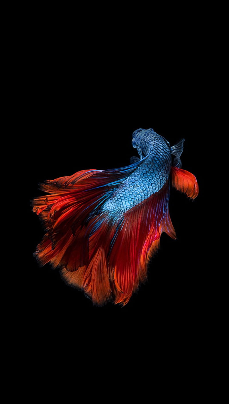 Betta Fish, animal, blue ocean, pet, red, sea, water, HD phone wallpaper