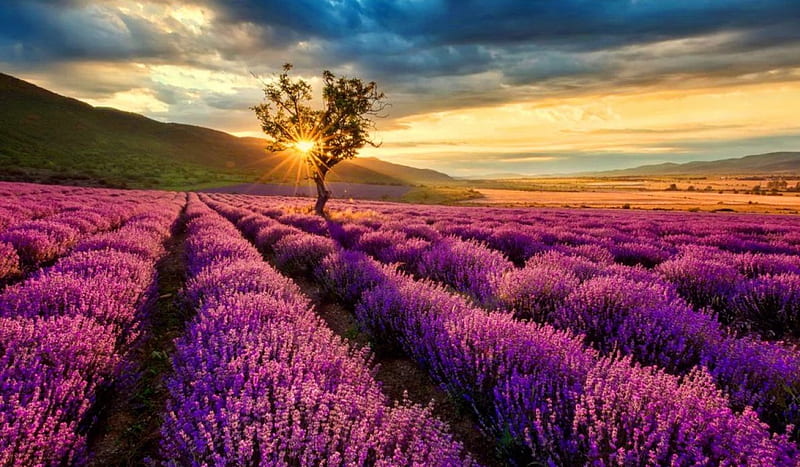 1000 Free Lavender Field  Lavender Images  Pixabay