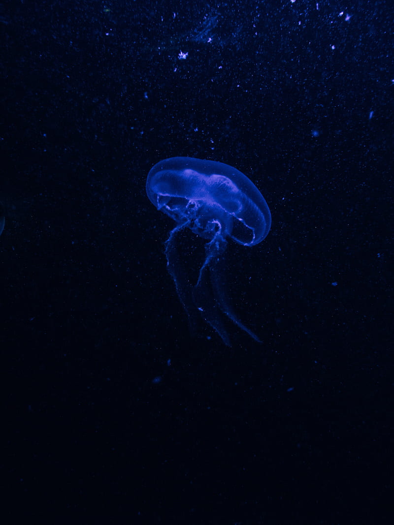 jellyfish, underwater world, glow, phosphorus, hydro-jellyfish, dark, blue, HD phone wallpaper
